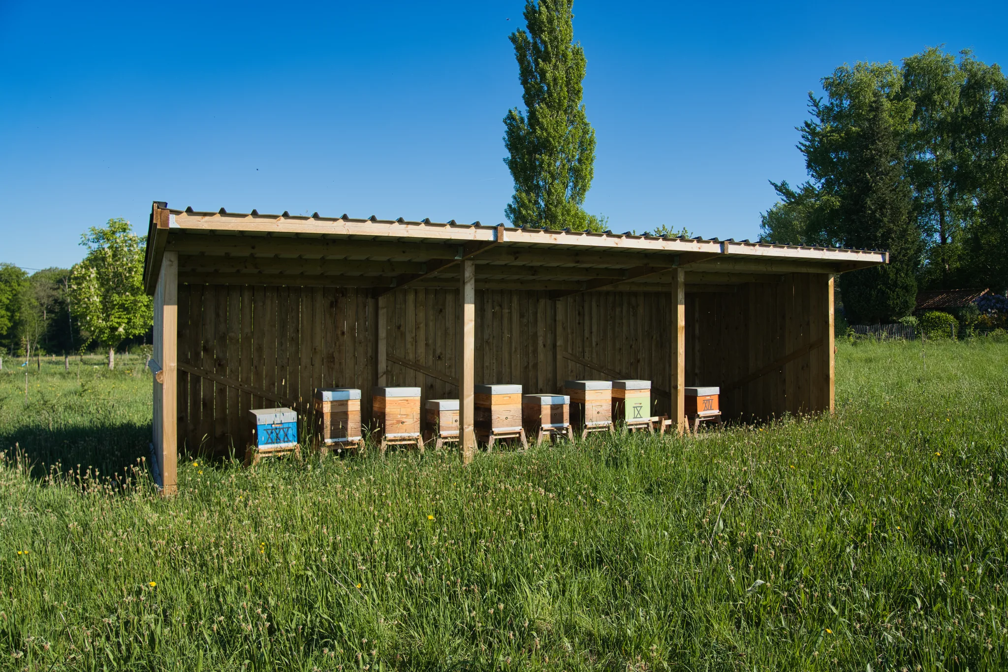 Les ruches installées sous leur abri