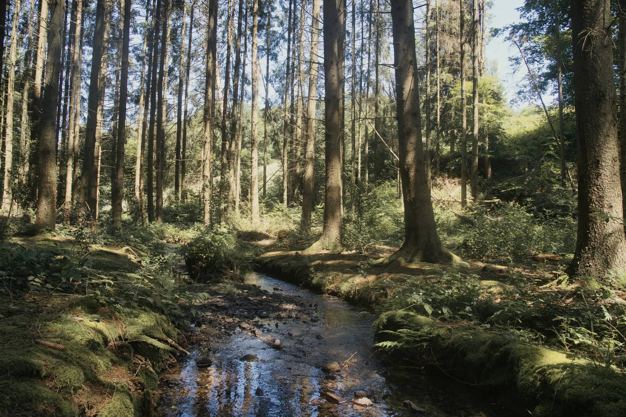 Le ruisseau serpente entre les arbres et les berges couvertes de mousse