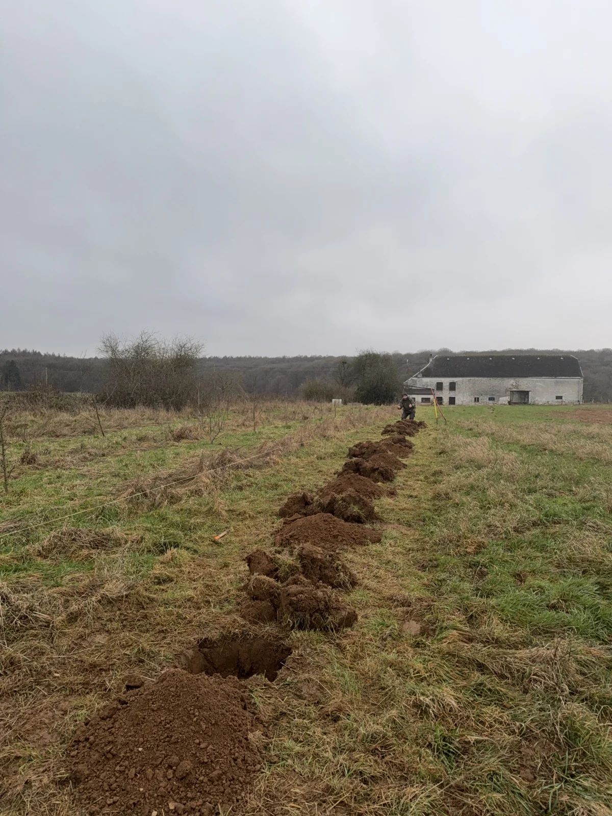 Les plantations du verger dans la prairie